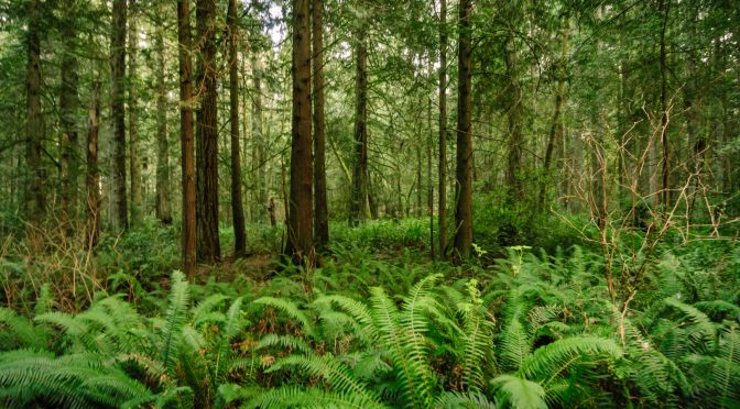 Deerpath Lane NE, 4 lots 10 Acres, Bainbridge Island, WA